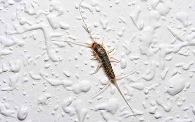 Silverfish in Basements in your area