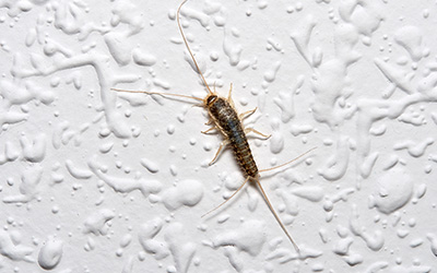 How Do You Keep Silverfish Out of Your Michigan Basement?