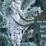 How Do Spiders Make It Through Winter?