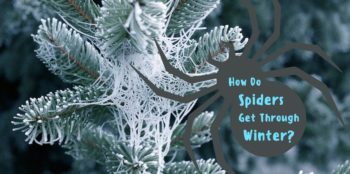 How Do Spiders Make It Through Winter?