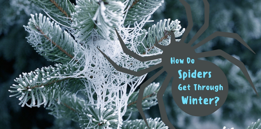 How Do Spiders Make It Through Winter?