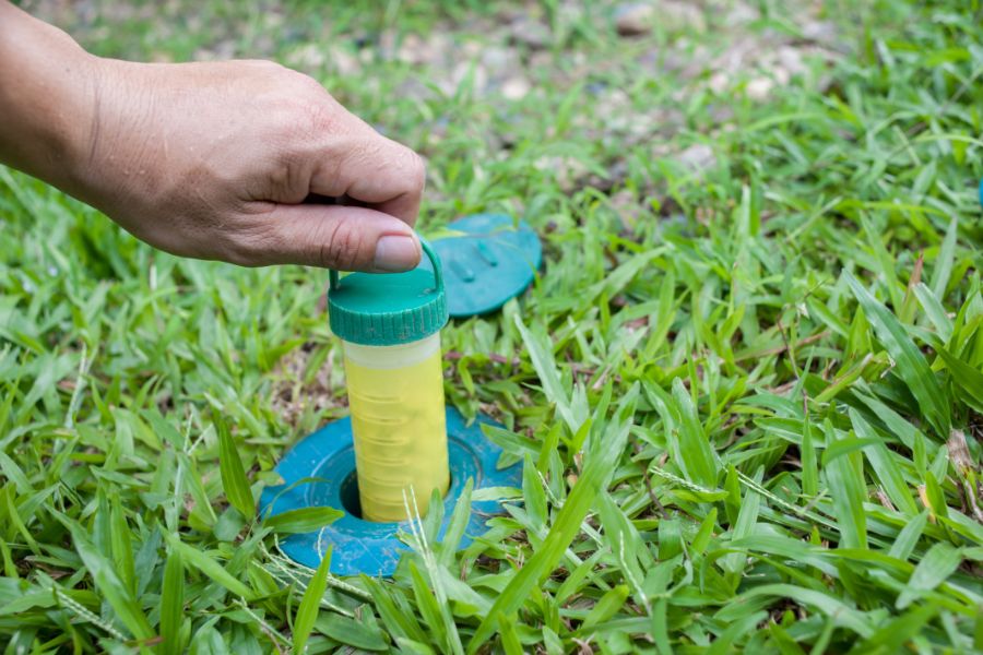 Up-close view of a hand pulling out a termite bait tube from the ground to check it.