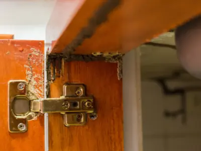 Cabinetry damaged by termites
