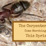 The carpenter ants come marching in this spring