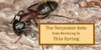 The carpenter ants come marching in this spring