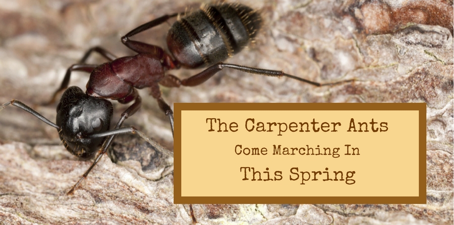 The carpenter ants come marching in this spring