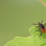 A black-legged tick or deer tick lies in wait on a leaf in Kalamazoo MI.