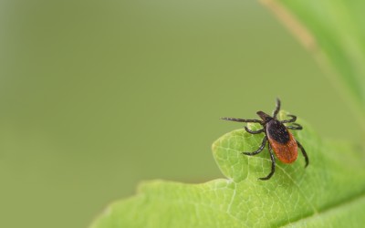 A black-legged tick or deer tick lies in wait on a leaf in Kalamazoo MI.