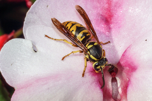 Eastern yellow jacket pollinating a pink flower; Griffin Pest Solutions shows you the difference between them and wasps