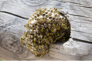 A swarming nest of wasps inside a wooden hole.
