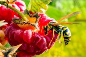 A wasp feeds from a raspberry
