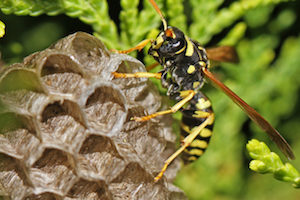 What are wasps?