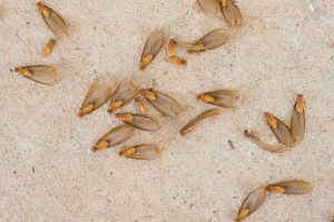 Flying Termites in your area