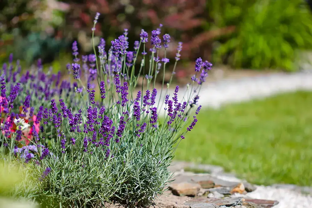 A lavender bush in a backyard