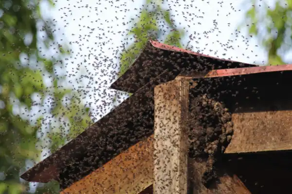Swarm of bees in Michigan - Griffin Pest Solutions tells you how not to get stung