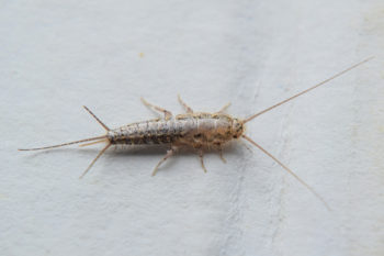 Silverfish pest close-up