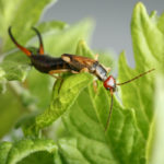 Earwig close-up