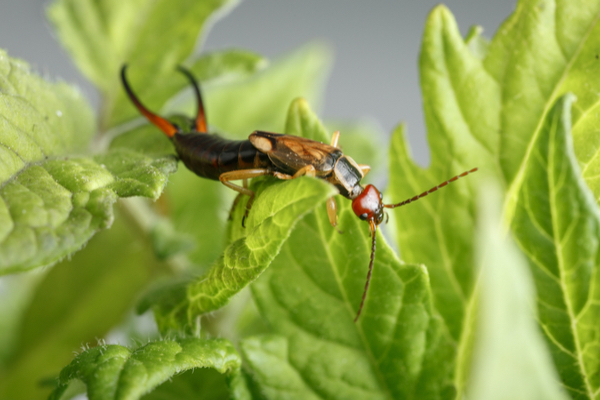 Earwig close-up