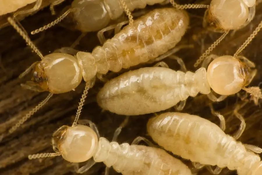 Young termites in a colony crawling on wood