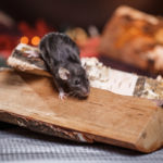 Mice like warm safe places