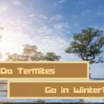 Where Do Termites Go in the Winter?