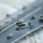 A cluster of fruit flies on a surface - Keep flies away from your home with Griffin Pest Solutions