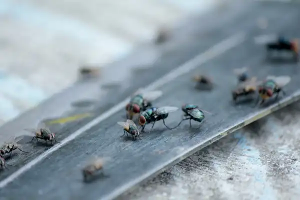 A cluster of fruit flies on a surface - Keep flies away from your home with Griffin Pest Solutions