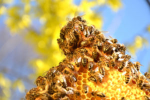 Why do bees build their hives or nests in spring?