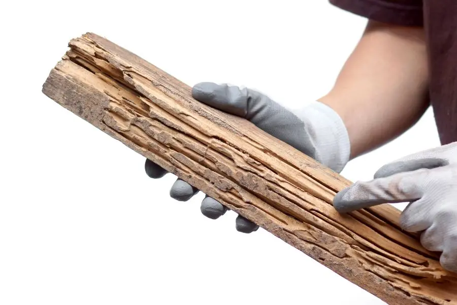 A person wearing grey protective gloves from Griffin Pest Solutions holding a long piece of lumber in Michigan that has been severely hollowed out and shredded by termite activity.