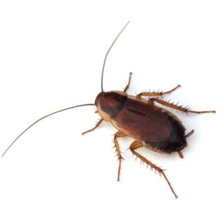 A wood cockroach on a white background
