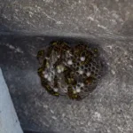 Cluster of wasps gathered on a wasp nest - Keep wasps away from your home with Griffin Pest Solutions