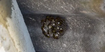 Cluster of wasps gathered on a wasp nest - Keep wasps away from your home with Griffin Pest Solutions