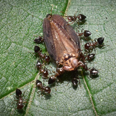 Closeup of acrobat ants feeding on a dead insect on a leaf