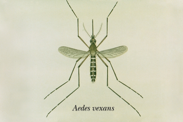 aedes vexans