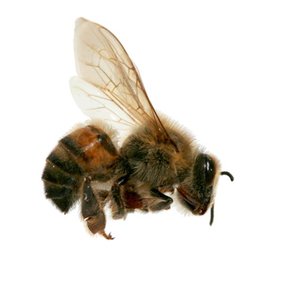 Africanized Honey Bee identification in Kalamazoo |  Griffin Pest Solutions