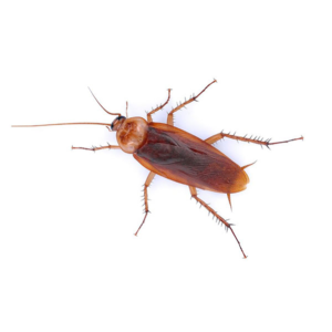 American Cockroach identification in Kalamazoo |  Griffin Pest Solutions
