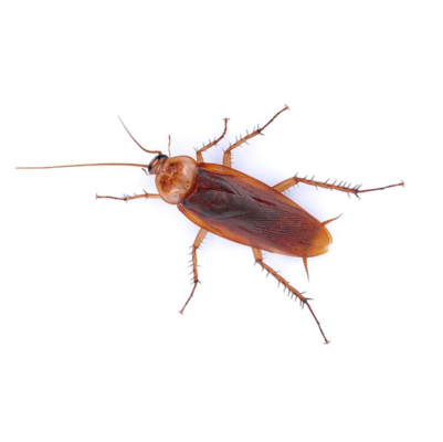 An American cockroach on a white background