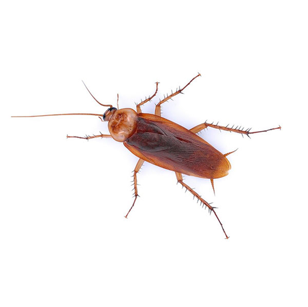 American Cockroach identification in Kalamazoo |  Griffin Pest Solutions