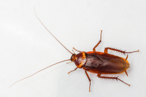 American cockroaches are the biggest cockroach found in Michigan