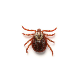 An American dog tick on a white background