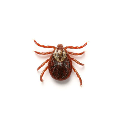 An American dog tick on a white background