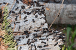 when are carpenter ants active?