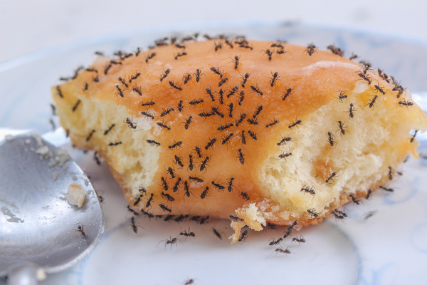 Ants very frequently end up where they live after hitching a ride on unsuspecting traveler’s food