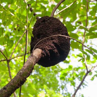 Arboreal termite identification in Kalamazoo | Griffin Pest Solutions