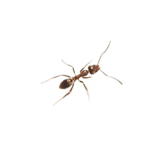 Argentine Ant identification in Kalamazoo | Griffin Pest Solutions