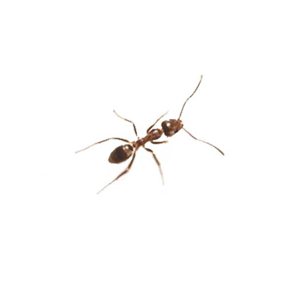 Argentine Ant identification in Kalamazoo |  Griffin Pest Solutions
