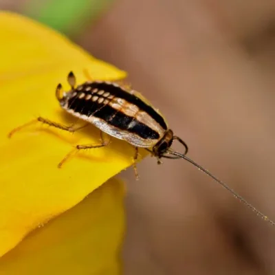 Asian cockroach on the tip of a flower petal - Keep pests away from your home with Griffin Pest Solutions in Michigan