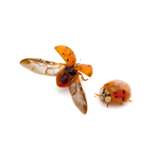 Asian lady beetles on a white background