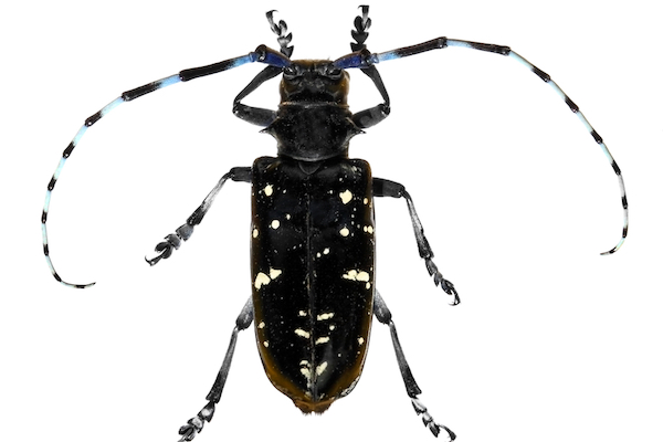 Asian longhorned beetle