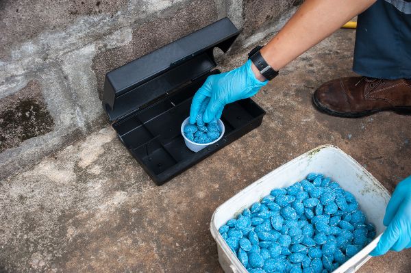 Are rat bait stations safe; Griffin Pest Solutions